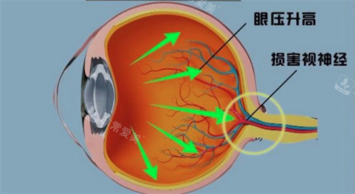 视神经结构