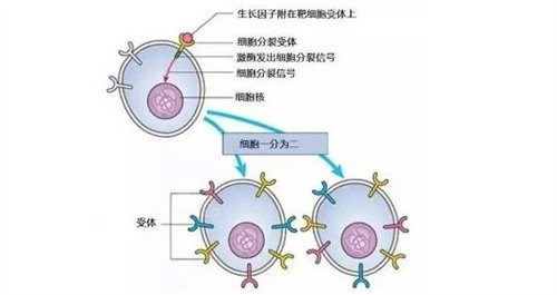 生长因子