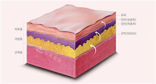 皮膚層次結構圖