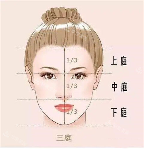 面部三庭演示動(dòng)畫(huà)圖