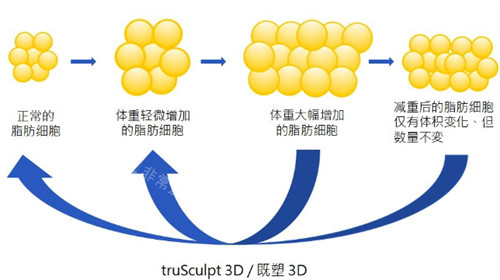 美國既塑3D溶脂原理