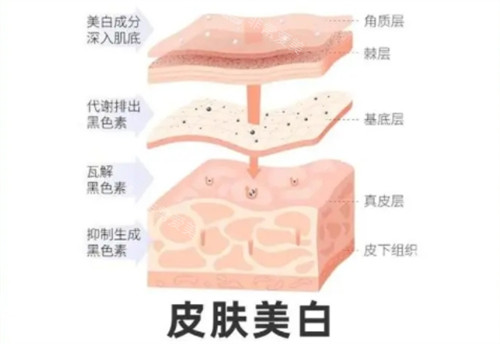 皮肤美白