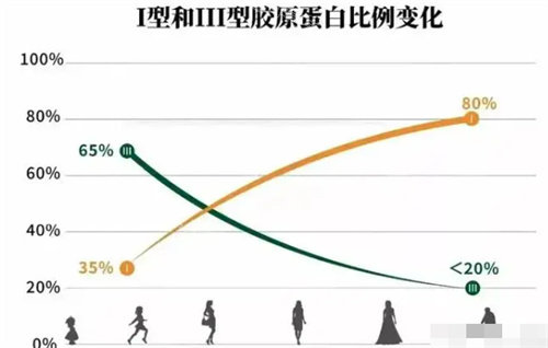 I型和III型膠原蛋白的變化