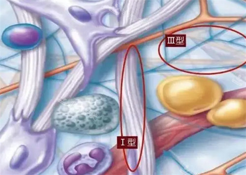 什么是重組膠原蛋白