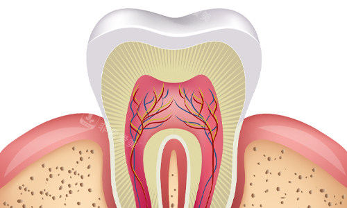 牙齿横剖面展示