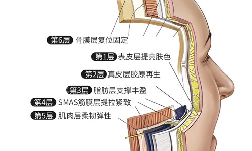 皮膚每層的作用展示