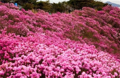 韓國(guó)花田圖片