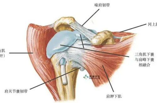 肩部結(jié)構(gòu)解剖示意圖