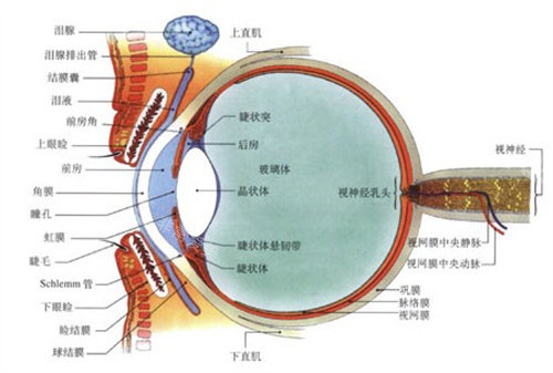 眼部结构