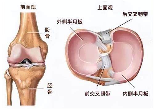 半月板的示意圖