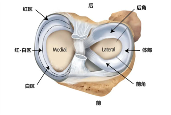 半月板