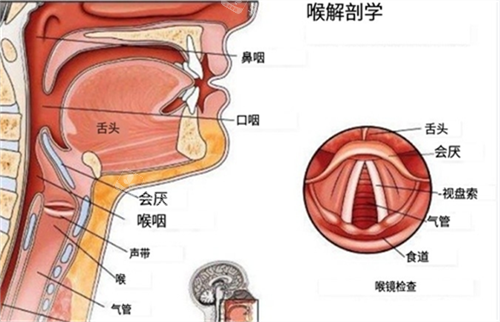 喉部解刨圖