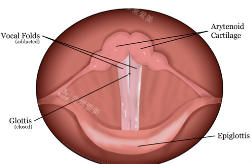 聲帶的組成結(jié)構(gòu)圖解