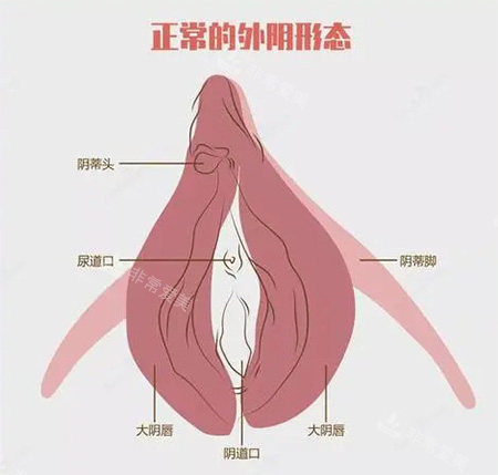 女性私密外陰部位示意圖