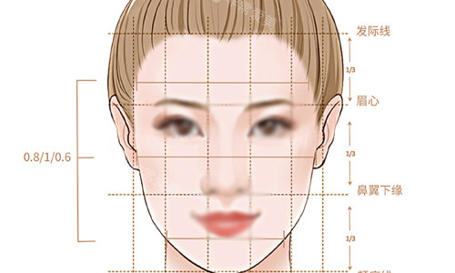 標準面部的比例展示