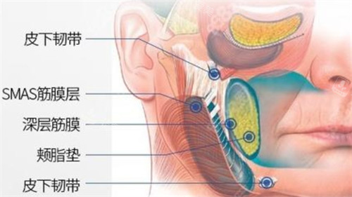 面部皮下組織分布
