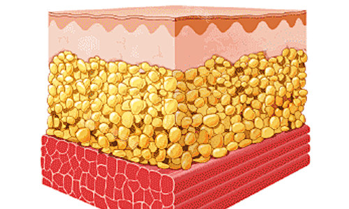 脂肪層在皮膚上的位置
