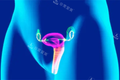 女性私处门花示意图