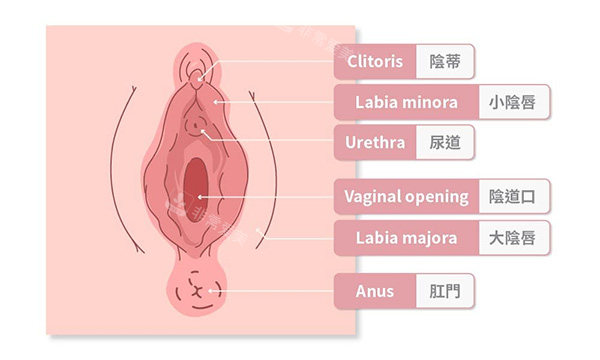 女性私密處介紹圖片 女性私密處介紹圖片