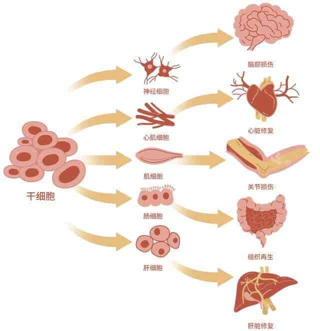 干细胞可分化细胞图