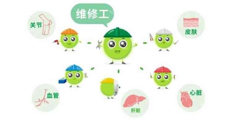 干细胞是身体的维修工