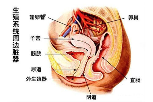 生殖器周边脏器图