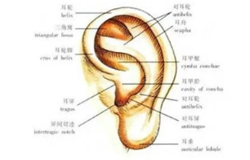 耳朵结构 耳朵结构