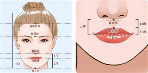 美观人中的比例图解 美观人中的比例图解