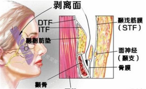 面部层次图解