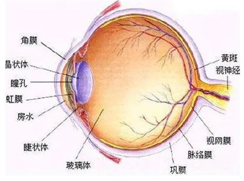 眼部结构位置示意图