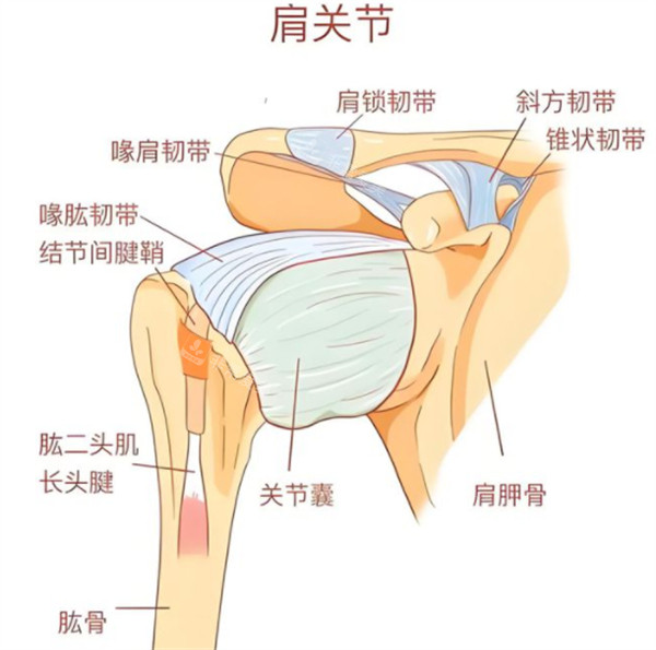 肩關(guān)節(jié)示意圖 肩關(guān)節(jié)示意圖