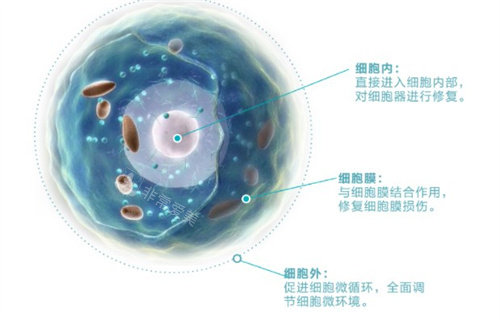 外泌体的作用
