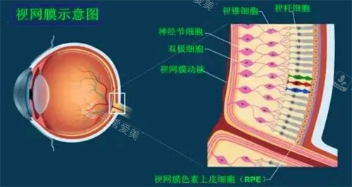 视网膜示意图