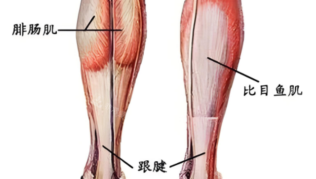 小腿肌肉 小腿肌肉