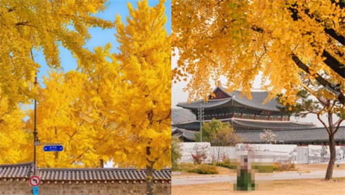 景福宫枫叶 景福宫枫叶