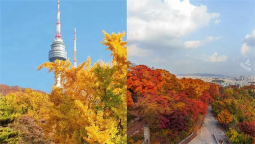南山塔枫叶图片 南山塔枫叶图片