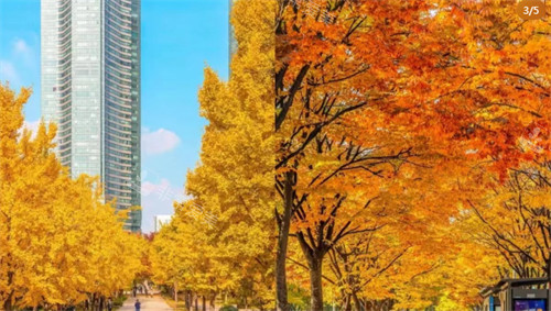 首尔林枫叶图片 首尔林枫叶图片