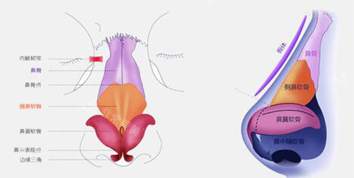 鼻子解剖图示意 鼻子解剖图示意