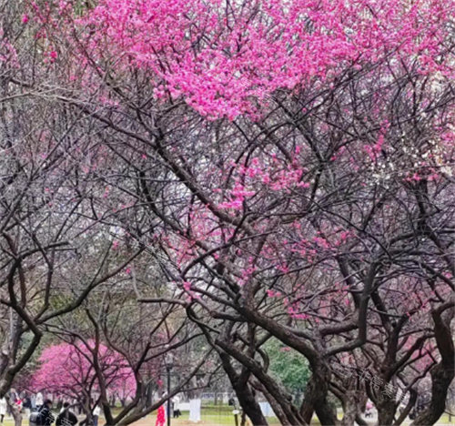 濟(jì)州島梅花節(jié)